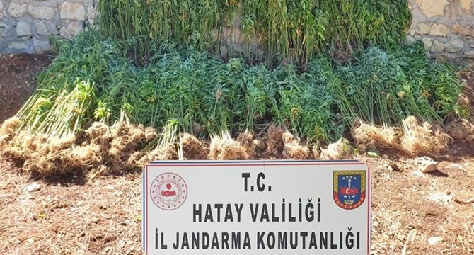 Hatay'da 15 bin 750 kök kenevir bitkisi ele geçirildi