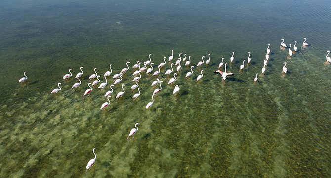 Arin Gölü’nün misafirleri: Flamingolar