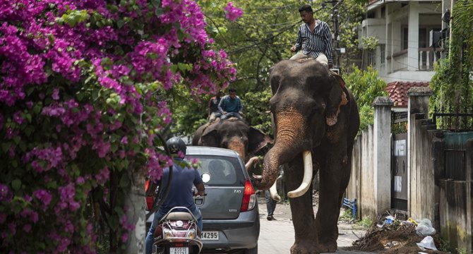 Hindistan'ın Guwahati kentindeki esaret altındaki filler