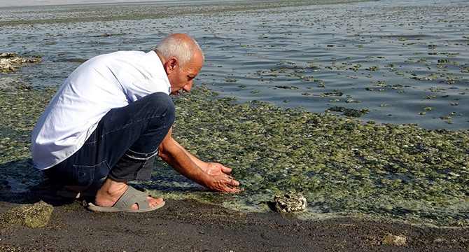 Van Gölü'nde yosunlaşma tehlikesi