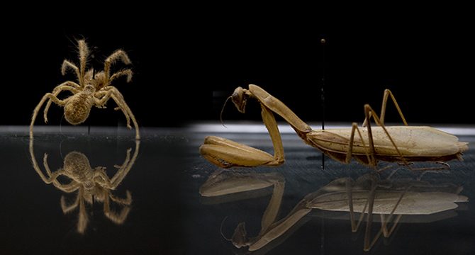 Antalya'daki 'böcek müzesi'nde 530 tür sergileniyor