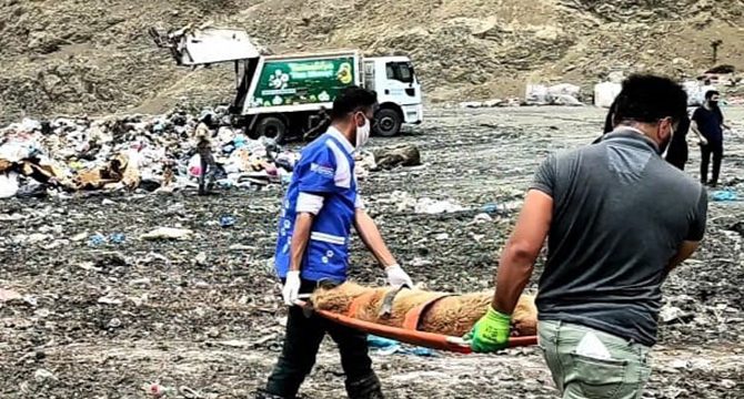 Çöplükte ölmek üzereyken bulunan köpekler, sedyeyle taşındı