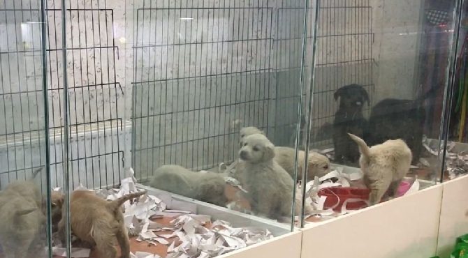 Pet hayvanlarının kimliklendirilmesi için son tarih 31 Aralık