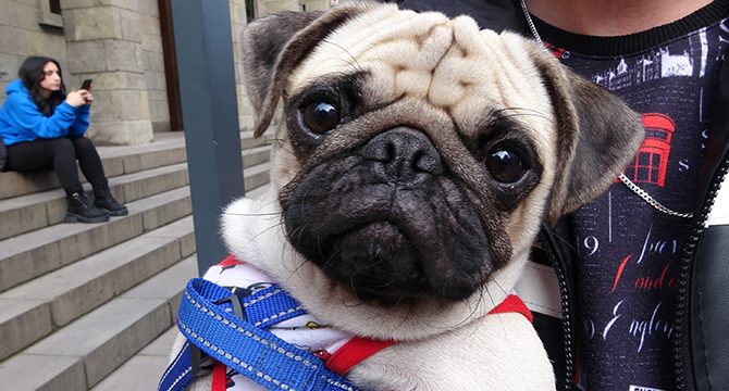 Sahipli köpeklerle ilgili dikkat çeken karar