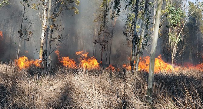 Mersin'de orman yangını