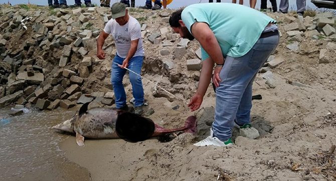 Korkutan olay: Son bir haftada 6 ölü yunus sahile vurdu