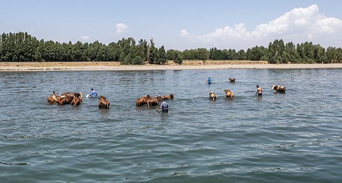 Besiciler sıcaktan bunalan hayvanlarını Van Gölü'nde serinletiyor