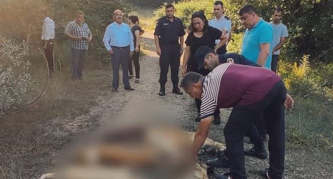 Bolu'da 6 köpek zehirlenerek ölmüş halde bulundu