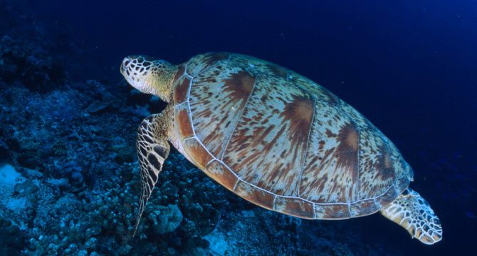 Deniz kaplumbağalarını besleyenlere para cezası uygulanacak