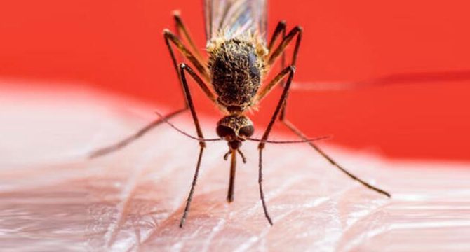 Deprem bölgesinde enfeksiyon riski: Sivrisinekle mücadeleye dikkat