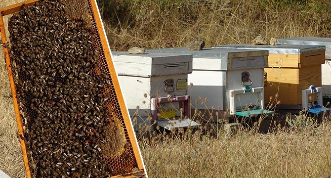 'Yüksek sıcaklıklar arı popülasyonu ve bal verimini olumsuz etkiliyor'
