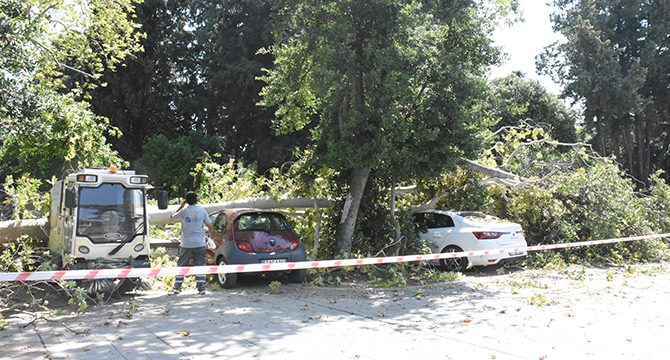 Ağacın kırılan dallarının düştüğü 5 araç zarar gördü