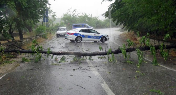 Edirne'de rüzgar ve yağmur etkili oldu: Ağaçlar devrildi