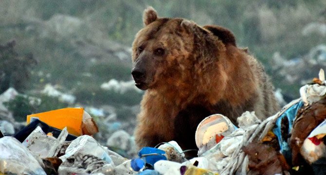 Şehir çöplüğü boz ayılar için tehdit oluşturuyor