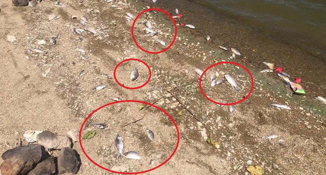 Boğazköy Barajı'nda ölü balıklar karaya vurdu
