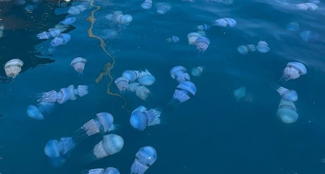 İzmir Körfezi denizanası doldu: Uzmanlar uyardı