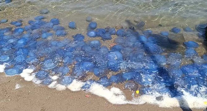 Tedirgin eden görüntü: İzmir'de denizanası yoğunluğu