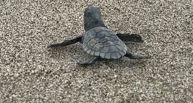 Patara'da deniz kaplumbağası yuva sayısında rekor
