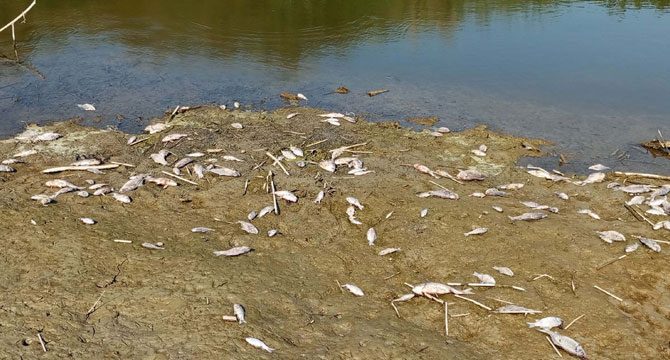 Korkutan görüntü: Kuraklık nedeniyle yüzlerce balık öldü