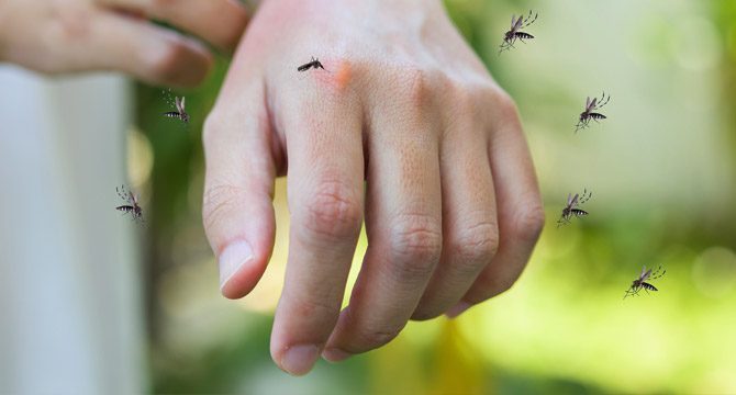 Aman dikkat: Asya kaplan sivrisineği hızla yayılıyor