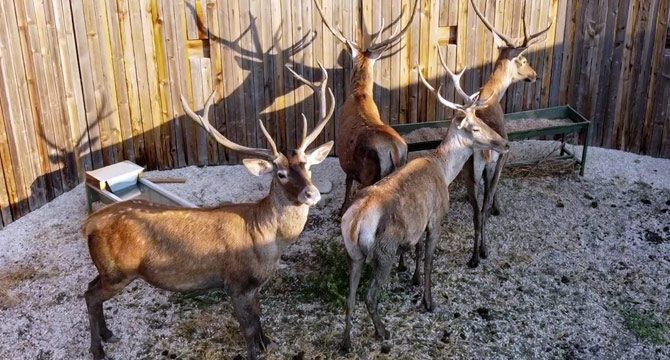 Dört kızılgeyik, Salda Gölü yakınlarında doğaya salındı