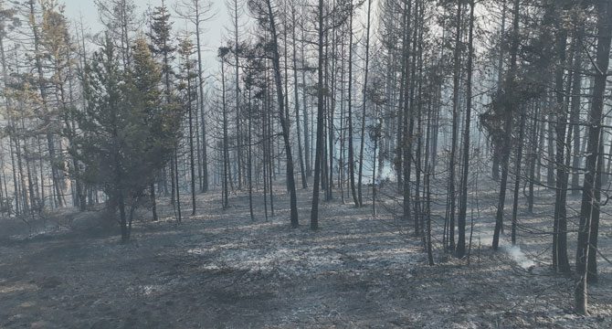 Bolu'daki orman yangını 22,5 saatte kontrol altında