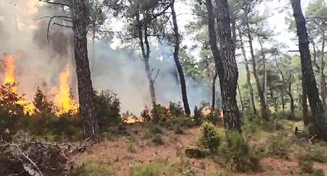 Çanakkale'de orman yangını